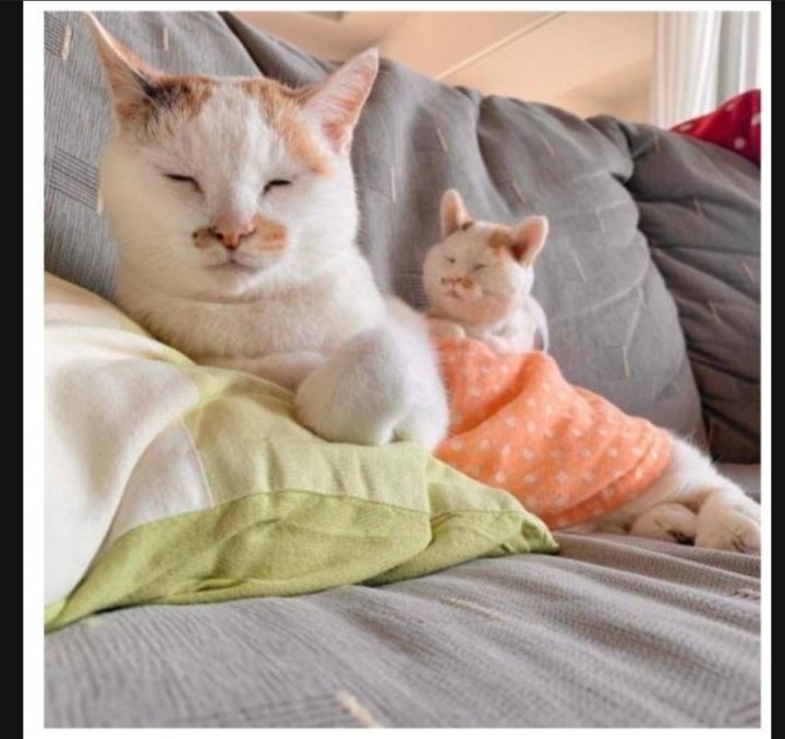 이 정도면 세쌍둥이 아니냐구 | 인스티즈