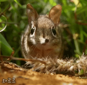 실제로 코끼리 친척인 코끼리땃쥐.gif | 인스티즈