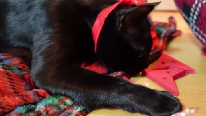 박수홍이 키우는 고양이 모질 | 인스티즈