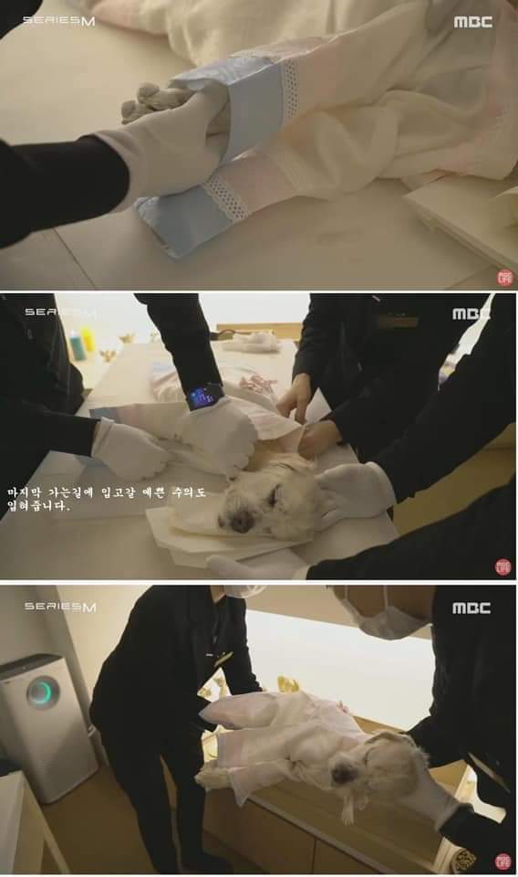 무지개 다리를 건넌다는 것 | 인스티즈