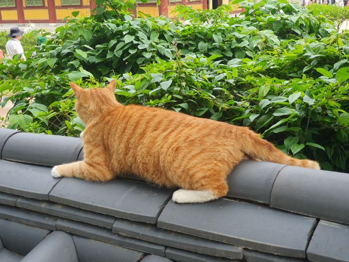 절 왔는데 고양이 진짜 귀엽다 | 인스티즈