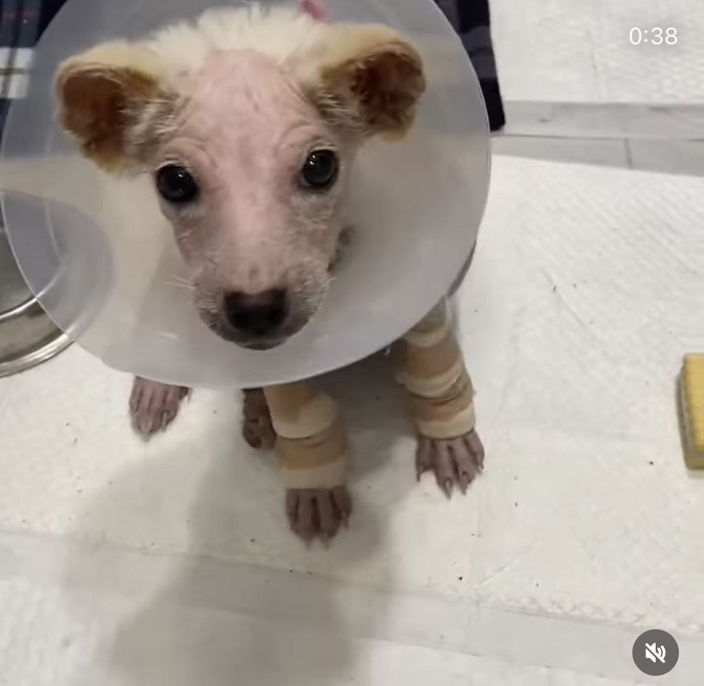 기적에 기적이 이어진 강아지 요미의 이야기 | 인스티즈