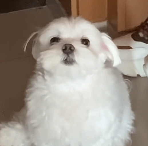 현관을 못 벗어나는 집돌이 강아지.gif | 인스티즈