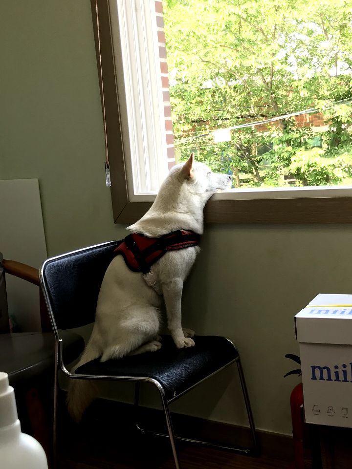 우리집 개 자는거 보실분? | 인스티즈