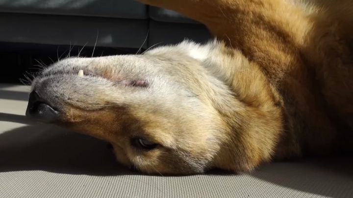 집에 강아지들끼리만 남겨졌을때 | 인스티즈