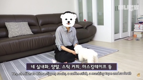 돌멩이를 물고 다니는 강아지 | 인스티즈