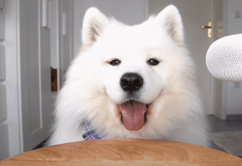 아스파라거스를 먹은 강아지 반응 gif | 인스티즈