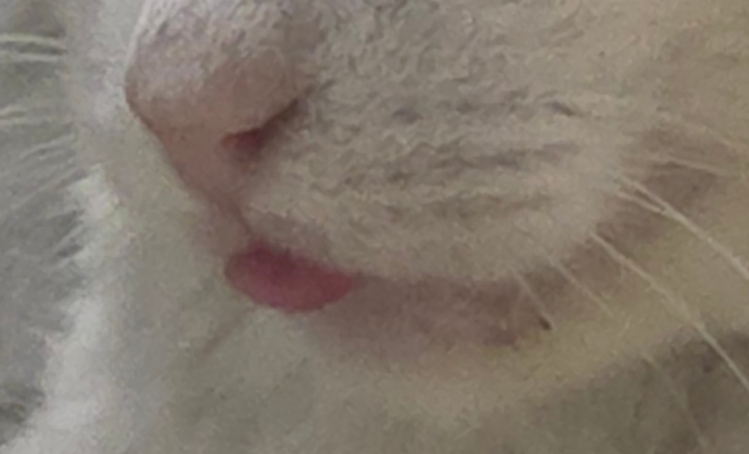 [입양홍보] 성묘 입양을 초보 집사에게 매우 추천합니다 | 인스티즈