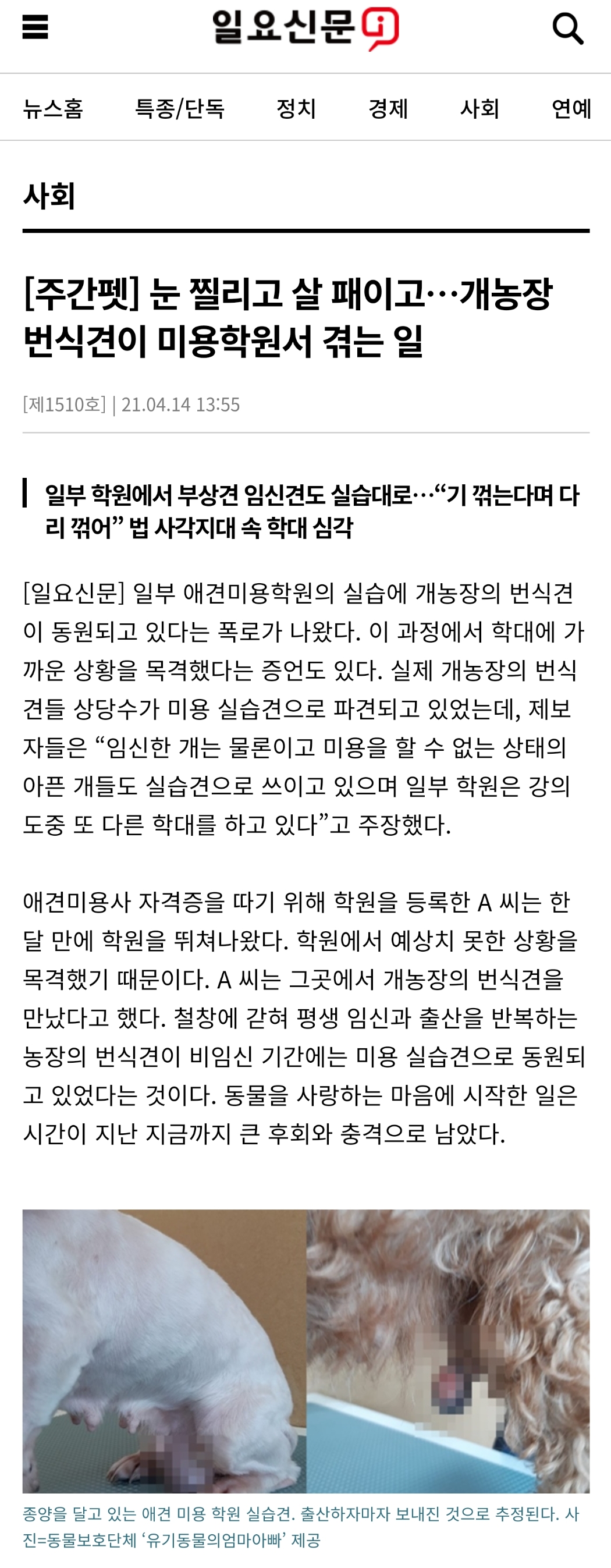 [주간펫] 눈 찔리고 살 패이고…개농장 번식견이 미용학원서 겪는 일 | 인스티즈