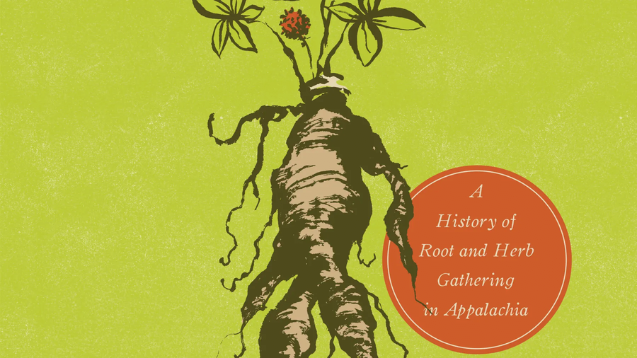 고려인삼과 미국삼의 차이를 알아보자 | 인스티즈