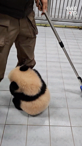 결국 터질게 터진 에버랜드 바오가족 사육사 송바오 논란.... | 인스티즈