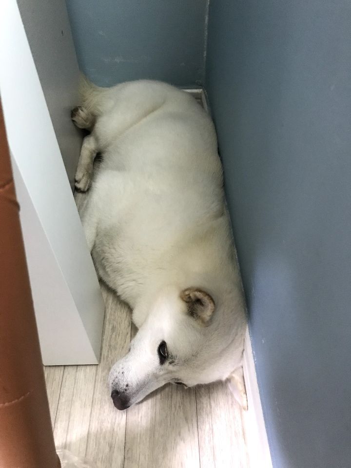 우리집 개 자는거 보실분? | 인스티즈