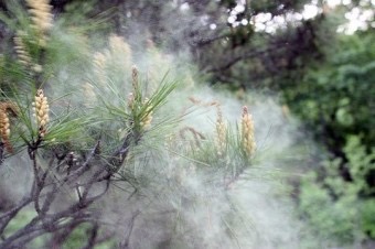 매년 4월~5월 네이버에 꽃가루지수 검색해야하는 이 유 | 인스티즈