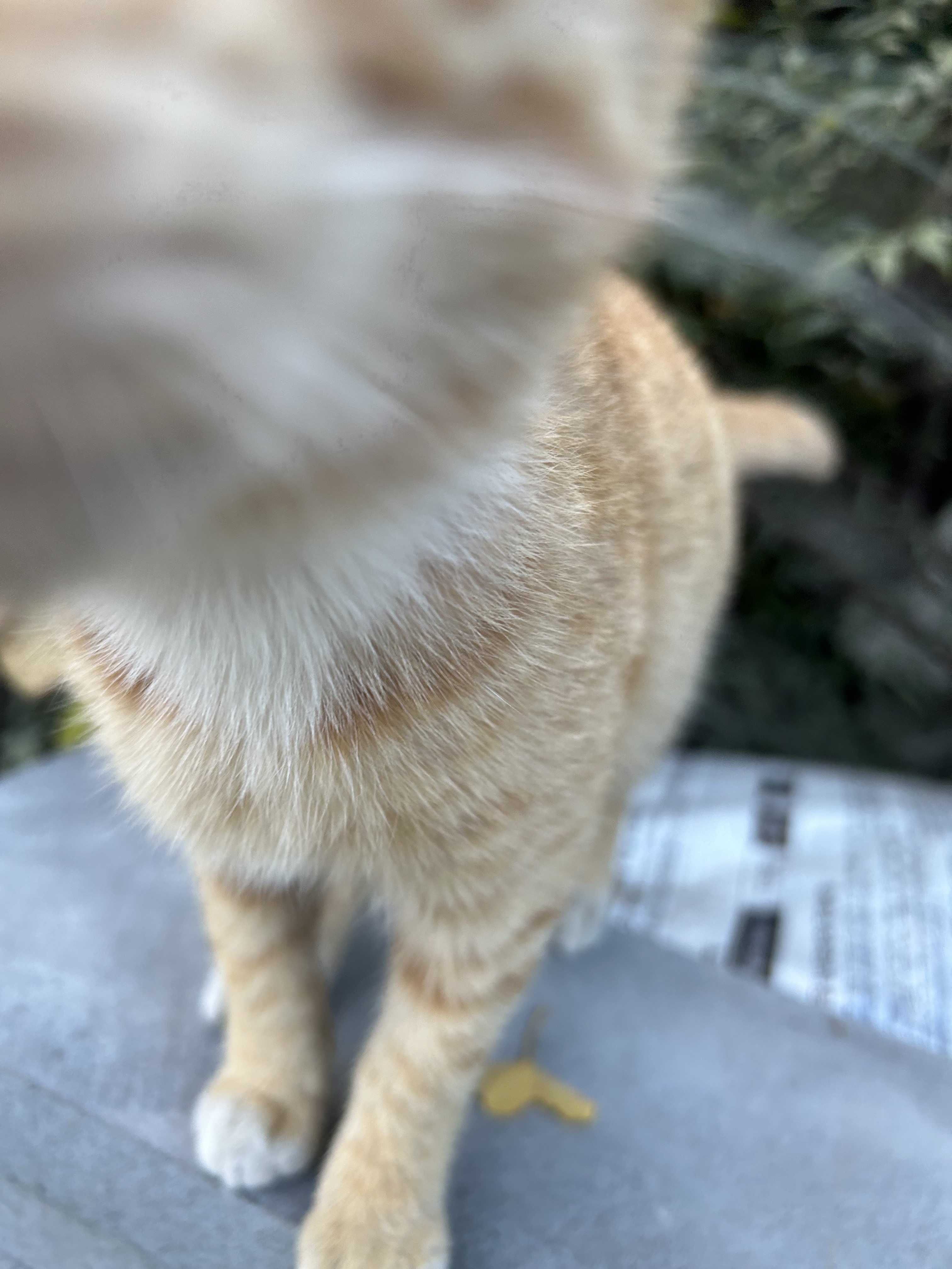 나 약간 피리부는 사나이...?🐈🐈🐈 | 인스티즈