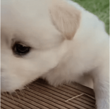 카메라 보고 웃는 시고르자브종.gif | 인스티즈