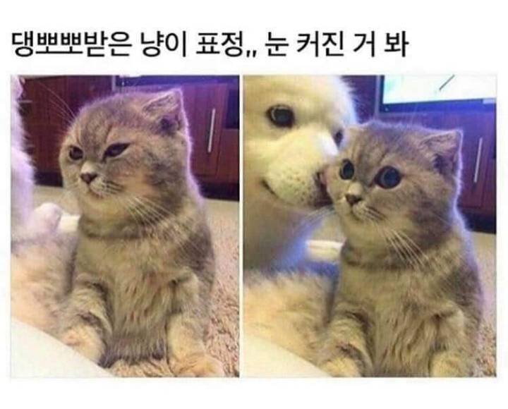 재밌고 귀여운 고전 트위터짤 모음집.jpg | 인스티즈