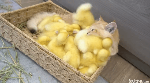한 바구니 안에 고양이, 오리, 토끼가 포옥 파묻혀 있음 | 인스티즈
