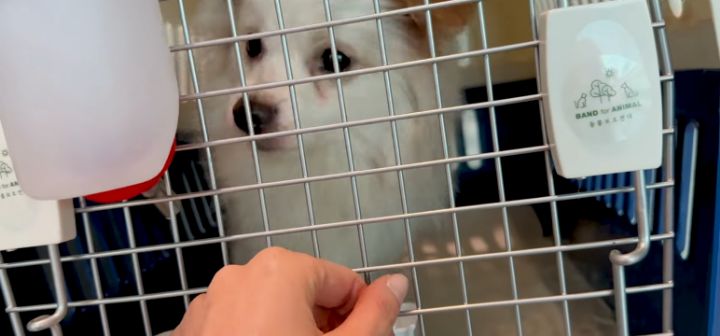 이효리 캐나다체크인보고 유기견 이동봉사 신청한 배우 엄지원 | 인스티즈