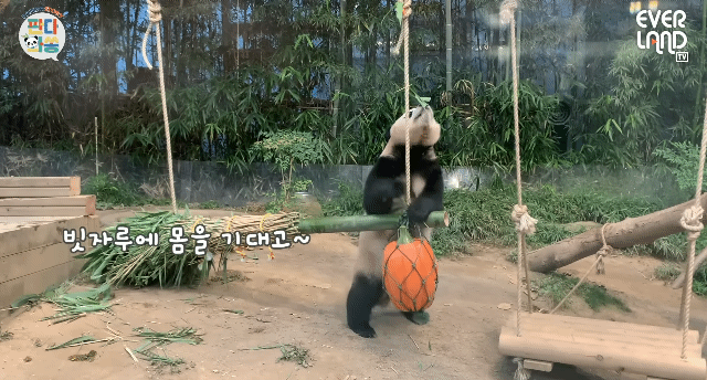 푸바오가 천재인 이유.gif | 인스티즈