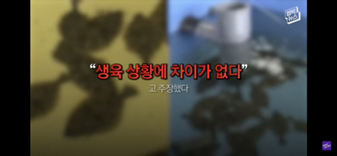 방사능 오염수에서 자란 맛 좋은 일본 광어 | 인스티즈