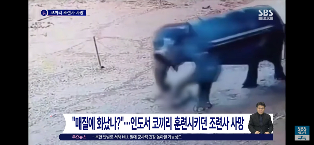 학대한 사육사를 밟아죽인 코끼리 | 인스티즈