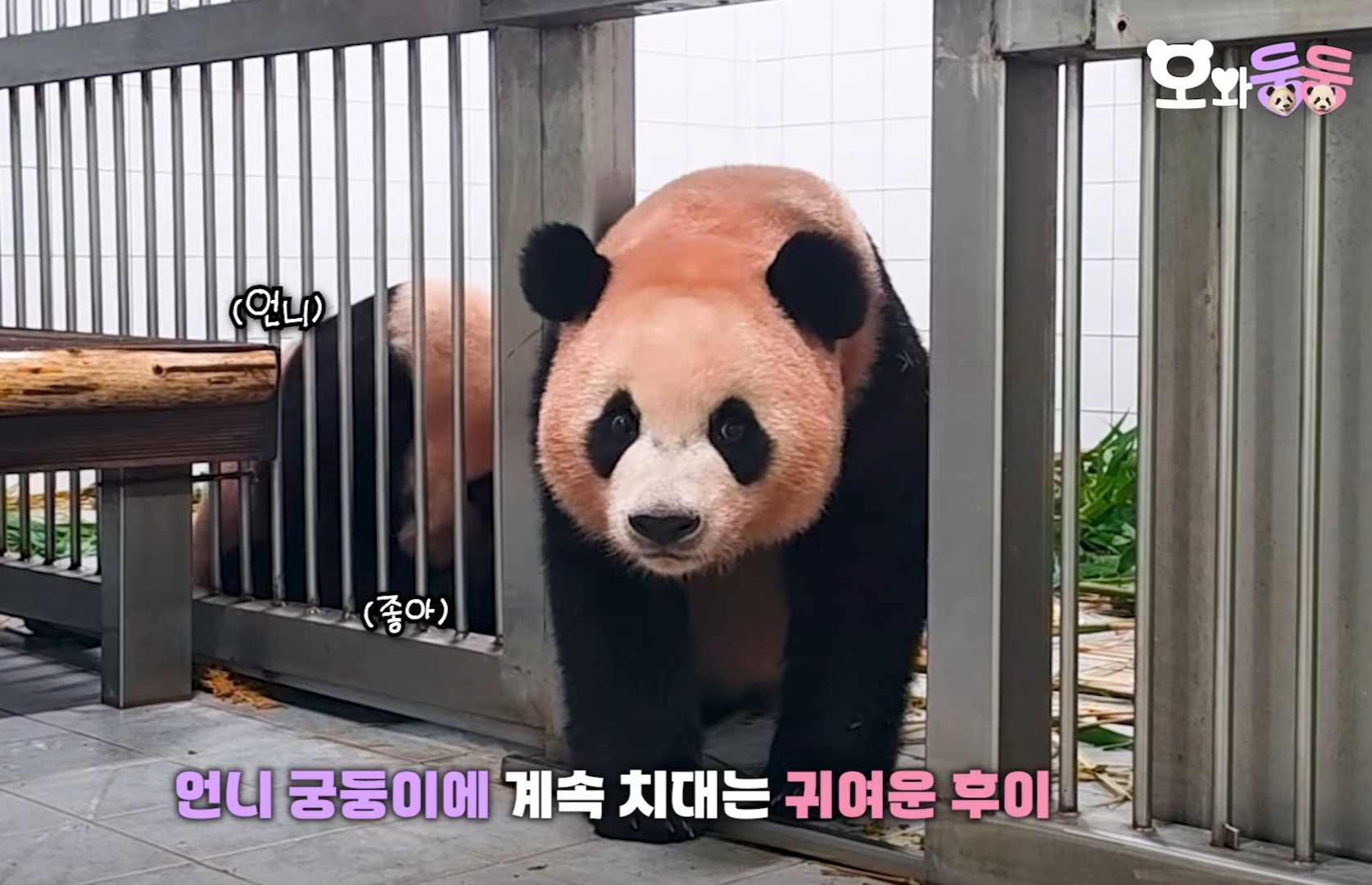 그동안 하얀색 타일이 퍼스널컬러에 맞지않았던거 같은 루이후이💜🩷🐼🐼🙄 | 인스티즈