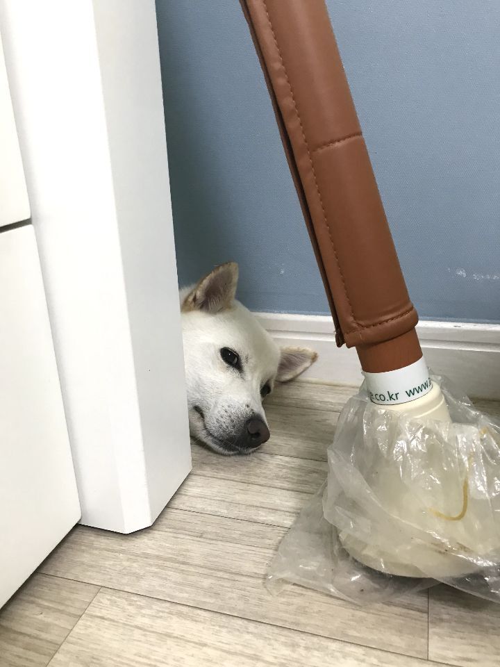 우리집 개 자는거 보실분? | 인스티즈
