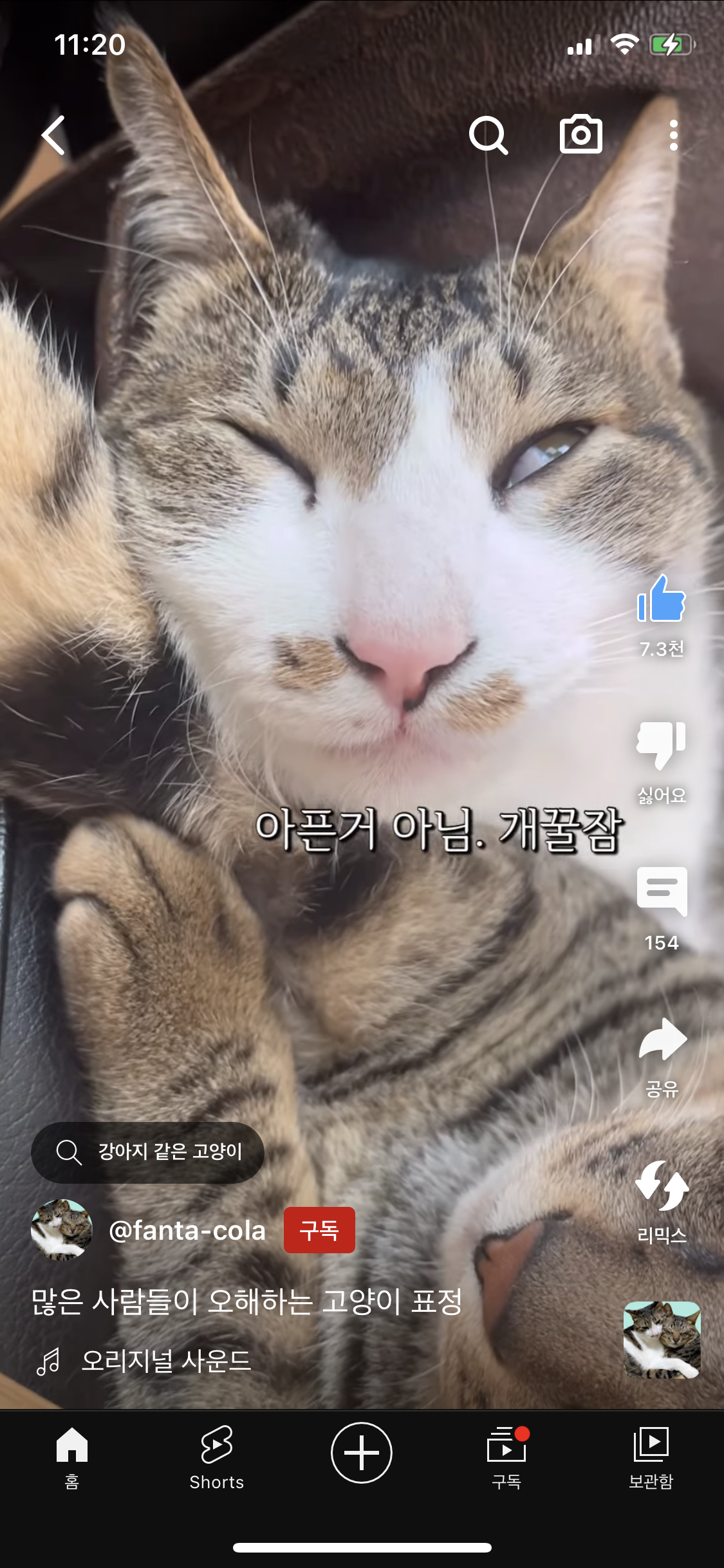 많운 사람들이 오해하는 고양이 표정 | 인스티즈