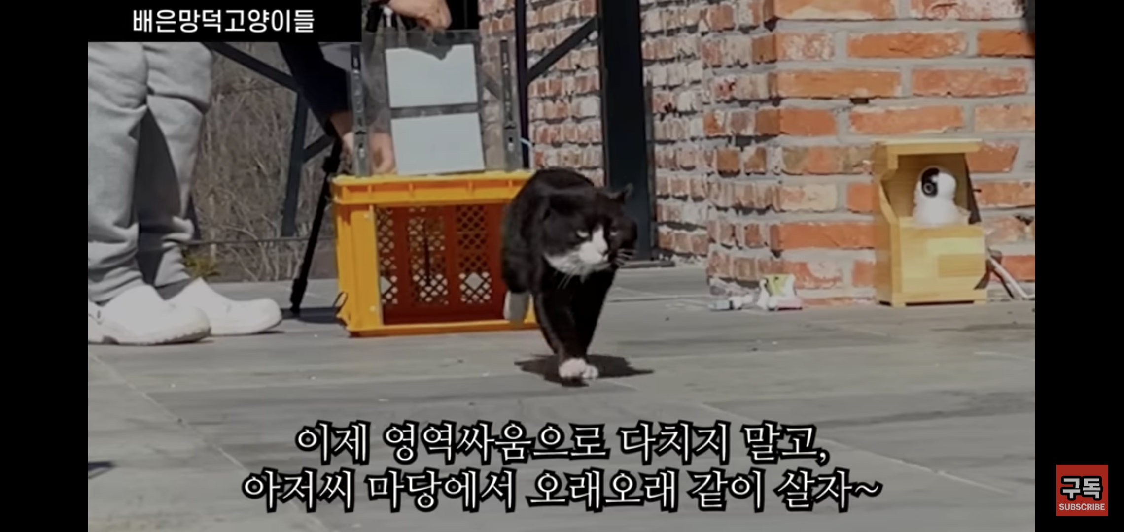 집 마당에 고양이가 나타나는 족족 다 잡아버리는 유튜버..jpg | 인스티즈