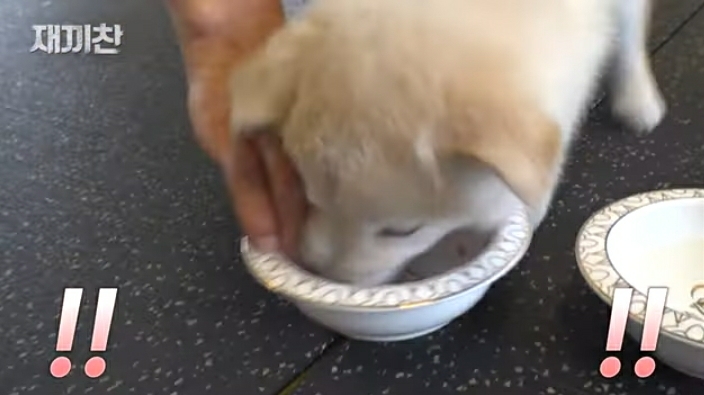 개농장에서 구출됐던 강아지 꽃님이의 버르장머리 없어진 최근 모습 | 인스티즈