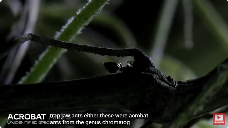 거대한 수조에 열대우림 환경을 조성해놓으면 생기는 일 - 3 | 인스티즈