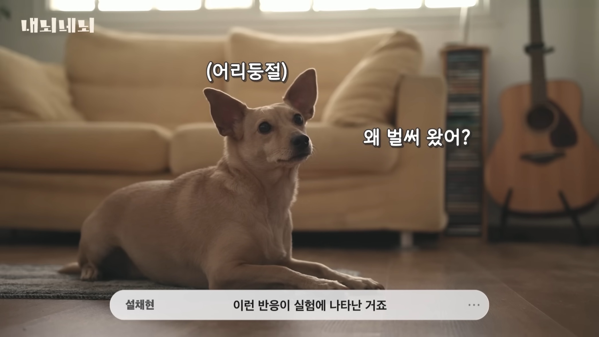 우리 강아지는 내 퇴근시간을 어떻게 아는걸까? | 인스티즈