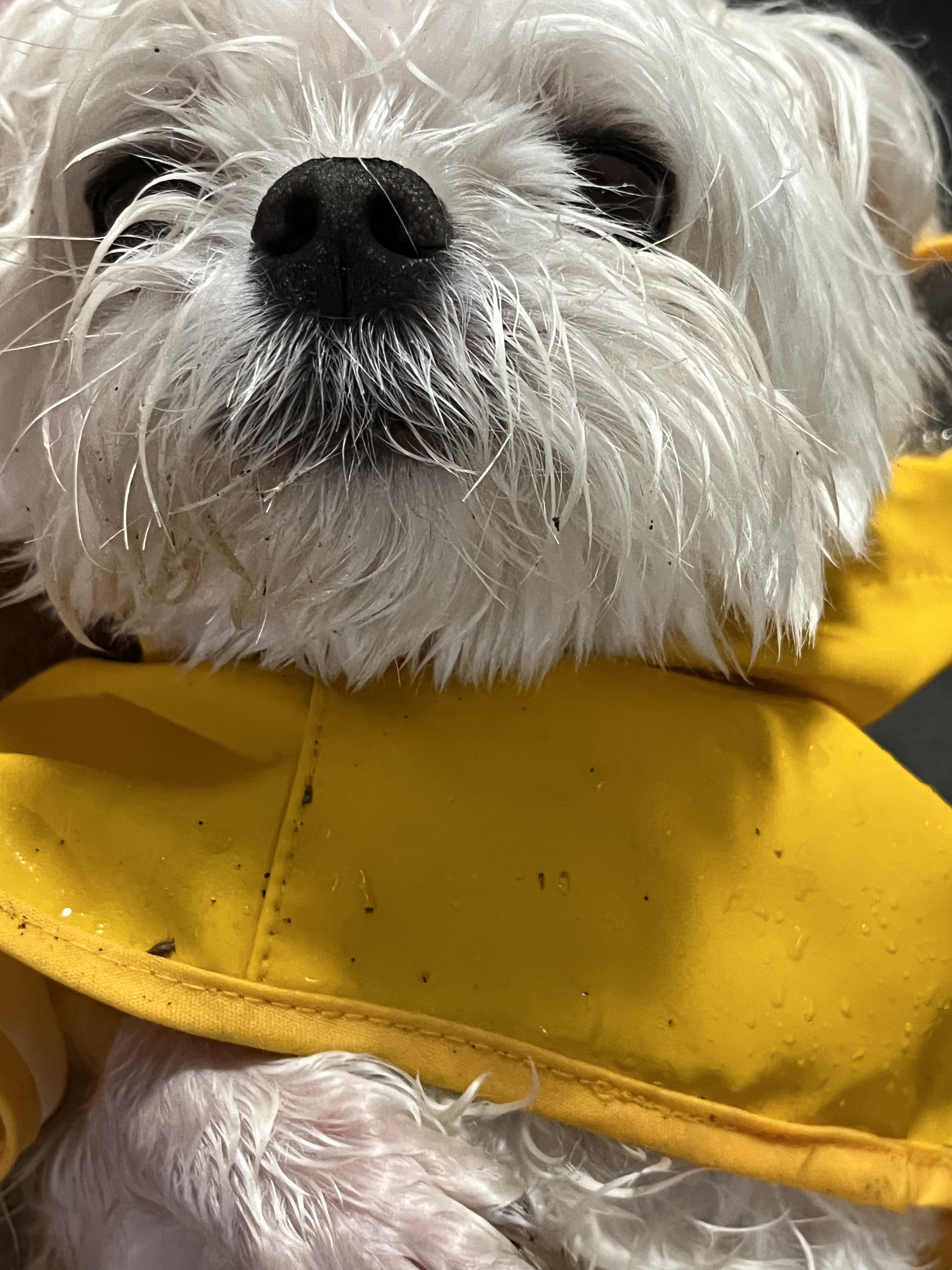 우리집 강쥐 진짜 웃긴데 친구가 동물농장 제보감이래 제보할까? | 인스티즈