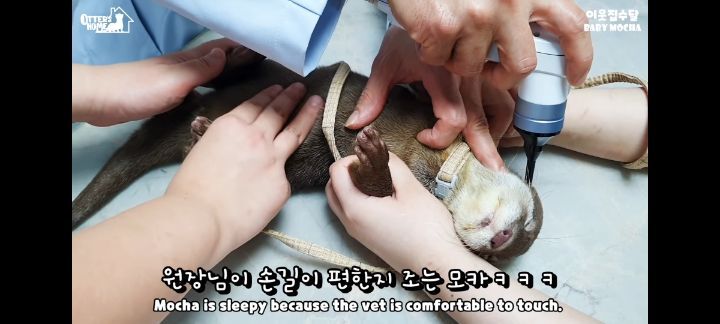 의사 선생님 품이 너무 좋은 아기수달 (아기수달 생애 첫 건강검진) | 인스티즈