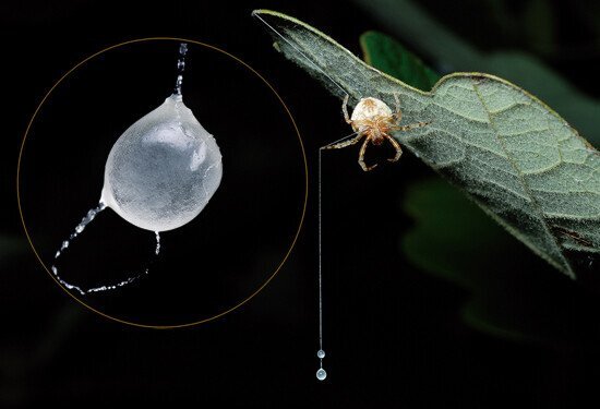 신기한 거미들 | 인스티즈