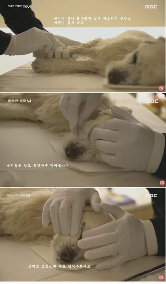 무지개 다리를 건넌다는 것 | 인스티즈