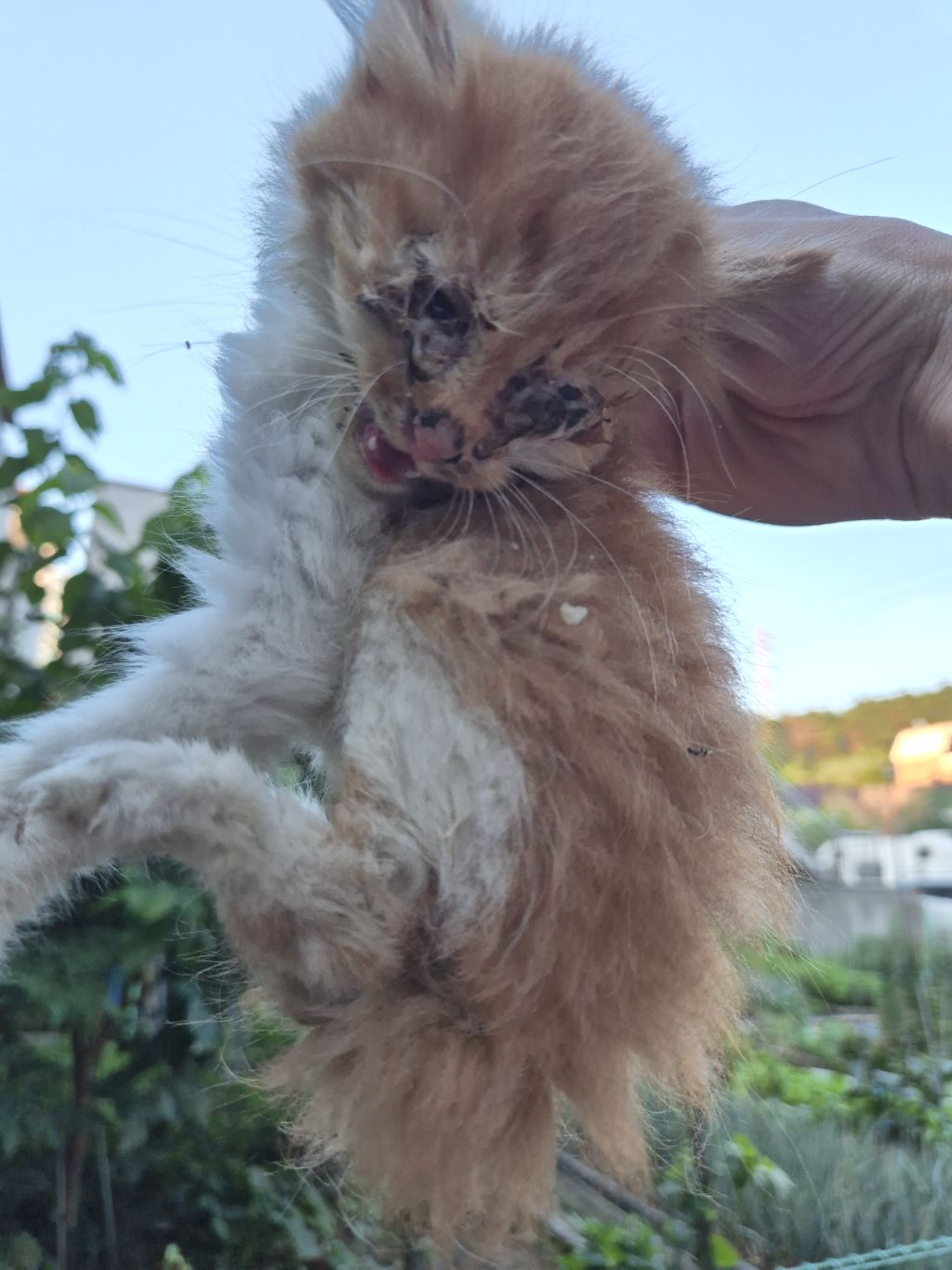 [입양홍보] 눈이 붙고 꼬리가 잘리고 링웜에 기아로 발견됐다 용된 고양이 - 품종느낌 사라졌다고 입양취소됨 | 인스티즈