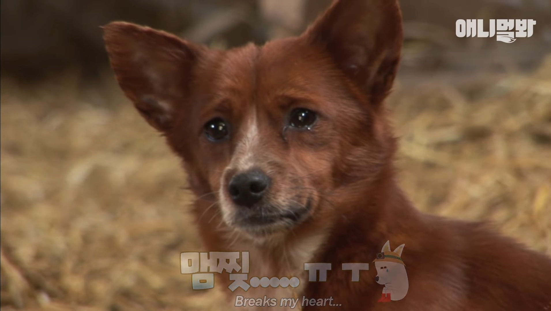 소가 너무 좋아서 눈물흘리는 강아지 | 인스티즈