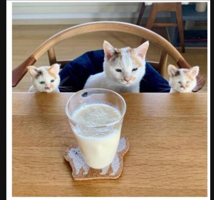 이 정도면 세쌍둥이 아니냐구 | 인스티즈