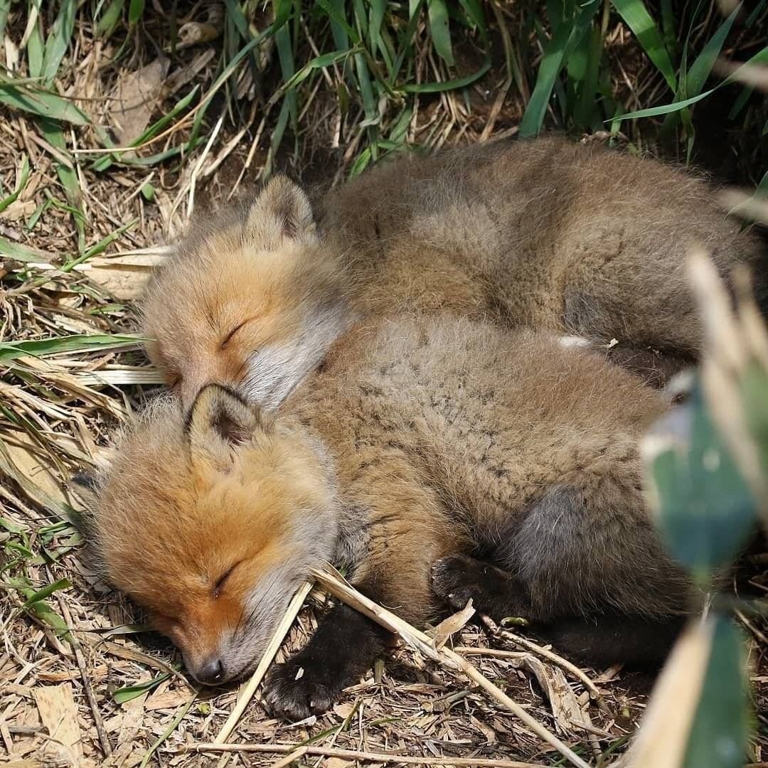 아기 여우들.jpg | 인스티즈