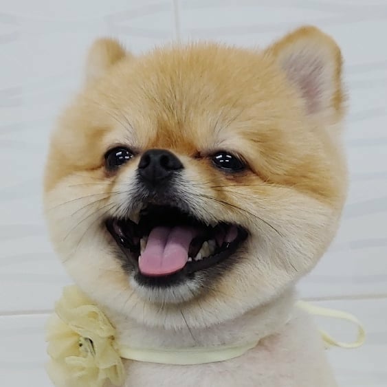 유기견 애들 다 상처받고 못생기고ㅠ 좀그래.. | 인스티즈