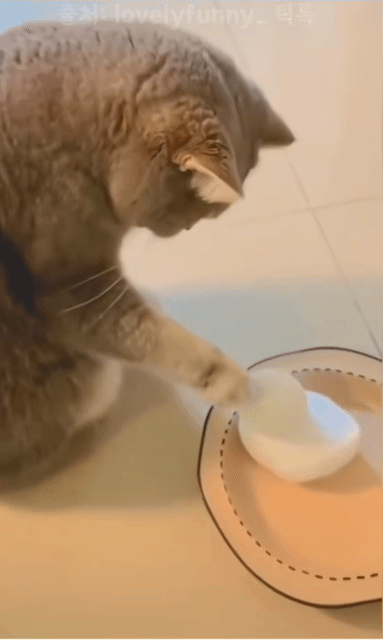 실수로 눈오리를 부순 고양이 | 인스티즈