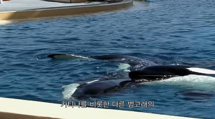 어느날 소방서에 고래가 조련사를 잡아 먹었다는 신고가 들어왔다 .jpg (스압주의) | 인스티즈