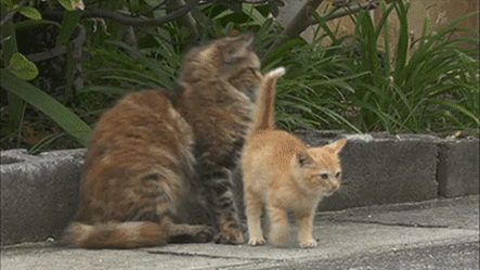 촬영중 간택 당한 카메라맨.gif | 인스티즈