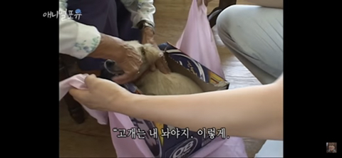 보자기에 아픈 강아지 싸서 데려온 할머니 | 인스티즈