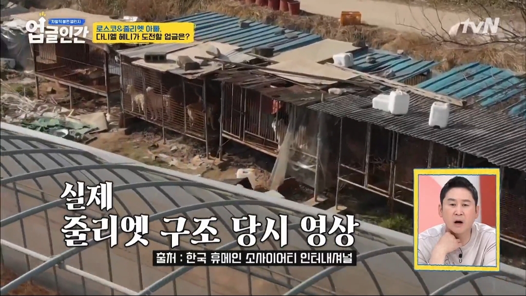 식용견 농장에서 구출된 다니엘 헤니의 강아지 로스코, 줄리엣 | 인스티즈