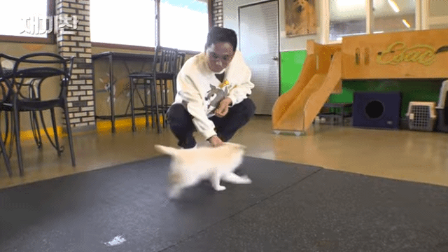 개농장에서 구출됐던 강아지 꽃님이의 버르장머리 없어진 최근 모습 | 인스티즈