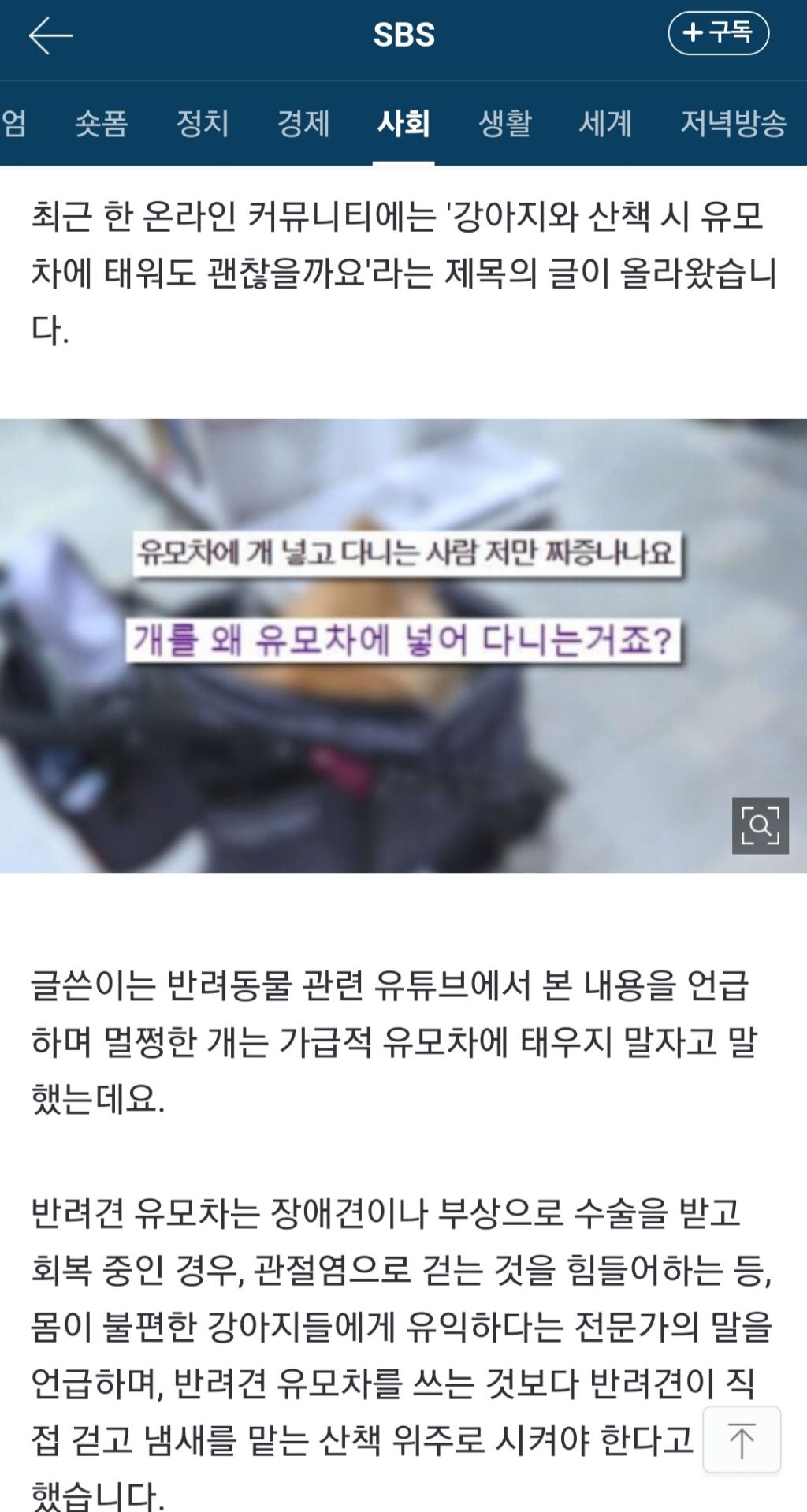 "왜 멀쩡한 반려견을 유모차에 태우나요?"…'개모차' 논란 | 인스티즈