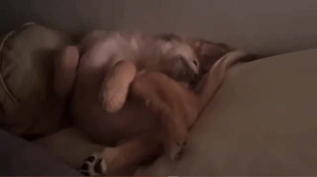 유기견 입양 브이로그 🐶 너무 귀여워 .jpg | 인스티즈