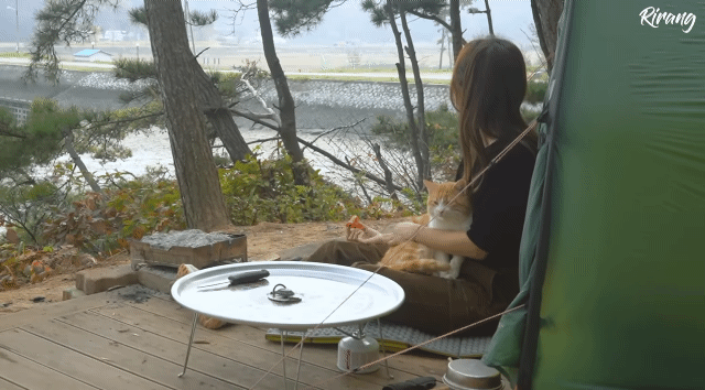 캠핑하는데 찾아온 고양이.gif | 인스티즈